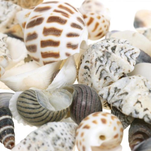 Floristik24 Mussel Mix Mini, Havsnegle, Naturmuslinger L1–4cm 1000g