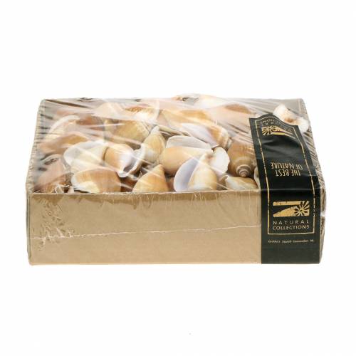 Floristik24 Snegleskaller Strombus canarium natur 1050g