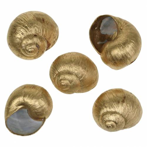 Floristik24 Snegleskal Golden 24 St naturlig dekoration