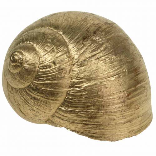 Floristik24 Snegleskal Golden 24 St naturlig dekoration