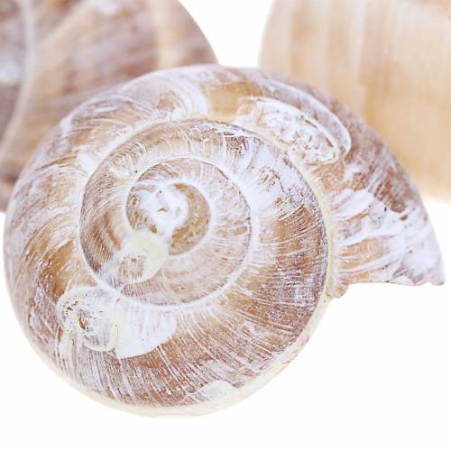 Floristik24 Snailskal hvidvasket lille 250g