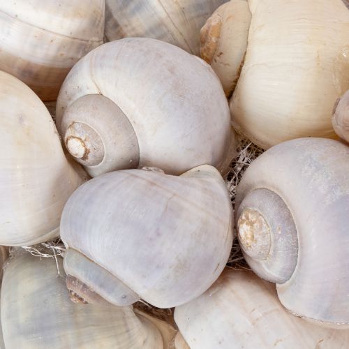 Artikel Sneglekrans til ophængning, dekorativ krans, maritim stil, Nathai, Ø35 cm