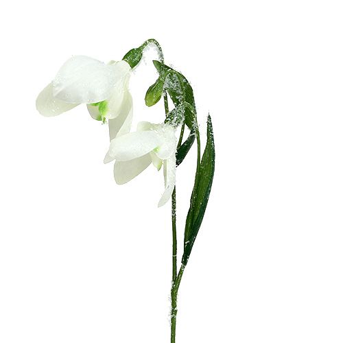 Floristik24 Snowdrops L48cm dækket af sne