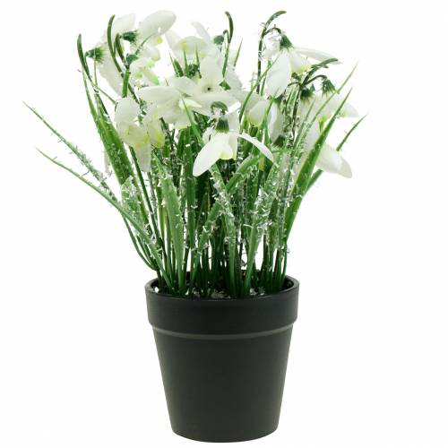 Floristik24 Vintergækker i en frostet gryde 25cm