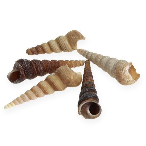 Floristik24 Terebra Turitella 1 kg_da