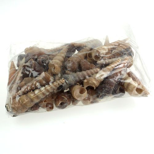 Floristik24 Terebra Turitella 1 kg_da