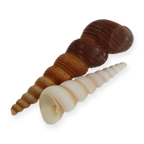 Floristik24 Tårnsnegl Turritella terebra 1kg