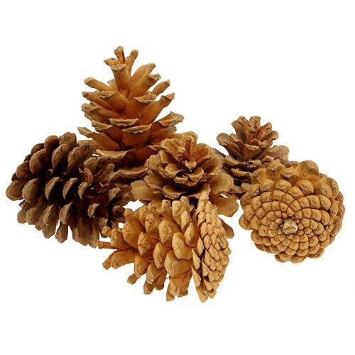 Artikel Sorte kogler dekorative kogler creme 5-8cm 1kg