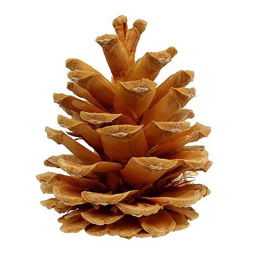 Artikel Sorte kogler dekorative kogler creme 5-8cm 1kg