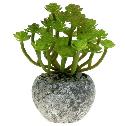 Kunstige planter i potte Kunstig Sukkulent Grøn H15cm