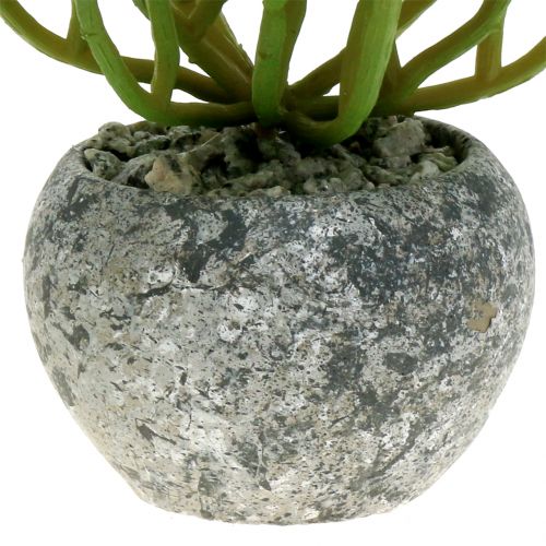 Floristik24 Kunstige planter i potte Kunstig Sukkulent Grøn H15cm