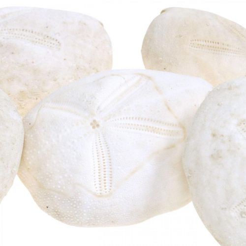 Floristik24 Søpindsvin hvid, maritim naturdekoration 4cm-6cm 25 stk