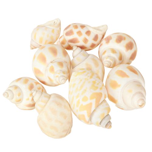Artikel Søsnegle naturlige sneglehuse maritime 2–4 cm 300 g