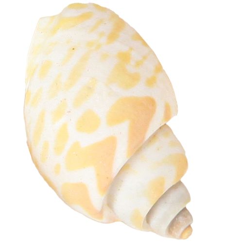 Artikel Søsnegle naturlige sneglehuse maritime 2–4 cm 300 g