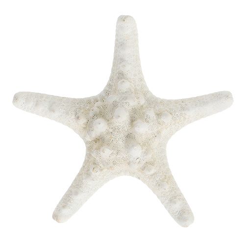Søstjerne 9cm - 11cm hvid 20 stk