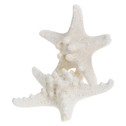 Floristik24 Søstjerne 9cm - 11cm hvid 20 stk