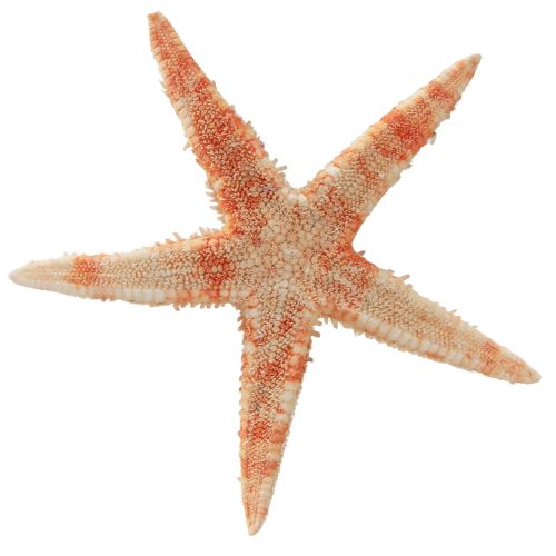Artikel Søstjerne naturdekoration naturfarver maritime Ø6,5–8cm 100 stk