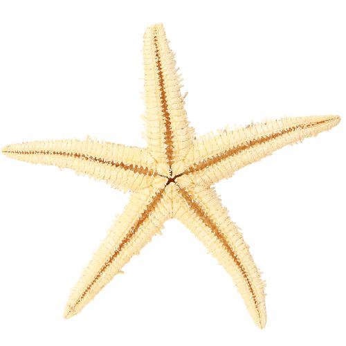 Artikel Søstjerne naturdekoration naturfarver maritime Ø6,5–8cm 100 stk