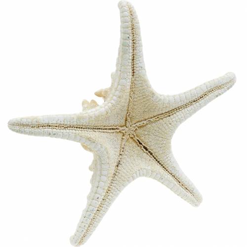 Floristik24 Søstjerne natur 12-16cm 8 stk