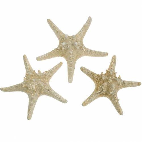 Floristik24 Søstjerne natur 12-16cm 8 stk