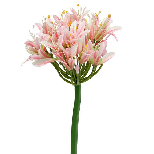 Floristik24 Silkeblomst agapanthus pink 80cm