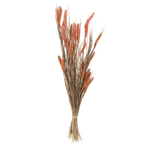 Artikel Setaria børstehårs hirse tør dekoration laks 69cm 70-75g x 2stk