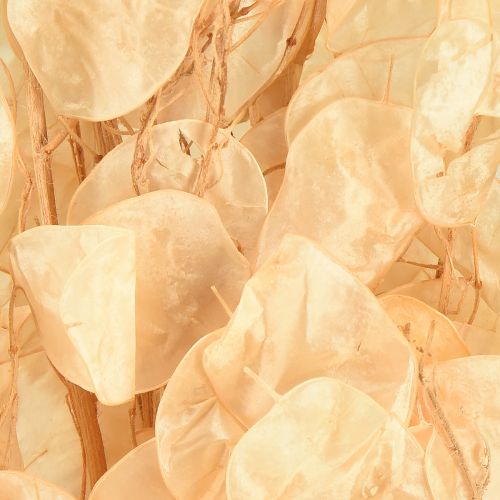 Artikel Tørret sølvblad Lunaria Champagne 65-70cm 20g