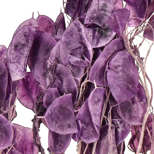 Artikel Tørret sølvblad Lunaria måneviolet lilla 65-70 cm 20 g