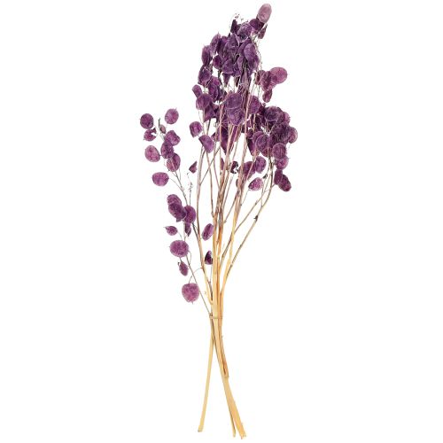 Artikel Tørret sølvblad Lunaria måneviolet lilla 65-70 cm 20 g