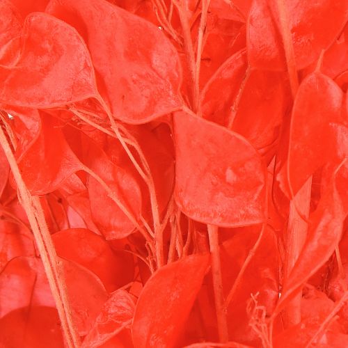 Artikel Tørret sølvblad Lunaria rød 65-70 cm 20 g