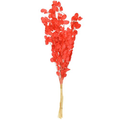 Artikel Tørret sølvblad Lunaria rød 65-70 cm 20 g