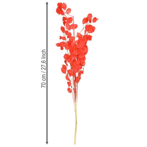 Artikel Tørret sølvblad Lunaria rød 65-70 cm 20 g