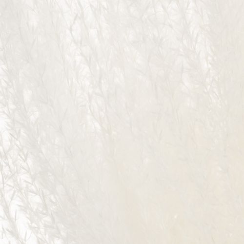 Artikel Tørrede blomster, sølvgræs. Elegant naturlig dekoration til hjem og kontor. 70 cm, 10 stk.