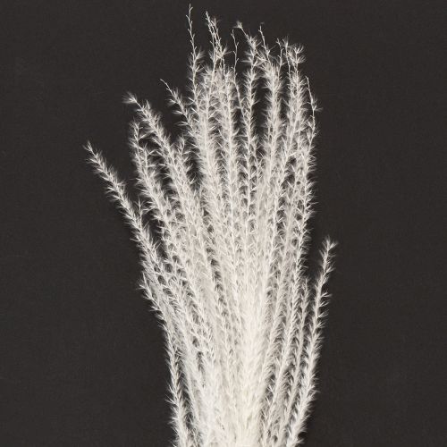 Artikel Tørrede blomster, sølvgræs. Elegant naturlig dekoration til hjem og kontor. 70 cm, 10 stk.