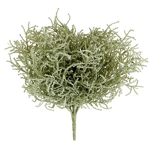 Floristik24 Sølvkurvbusk lysegrøn 29cm