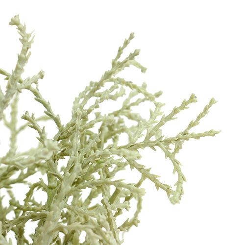 Artikel Sølvkurvbusk lysegrøn 29cm