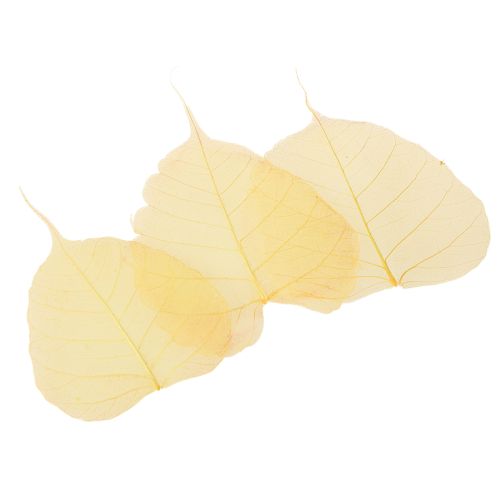 Artikel Skeletblade, poppelfigenblade, gule, 5-15 cm, 200 stk.
