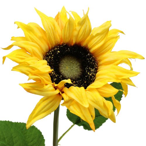 Floristik24 Lang stammet solsikke gul 53 cm