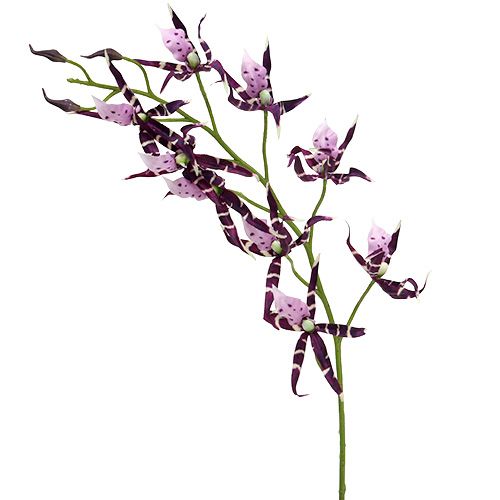 Floristik24 Edderkoporkideer Brassia lilla 108cm 3stk