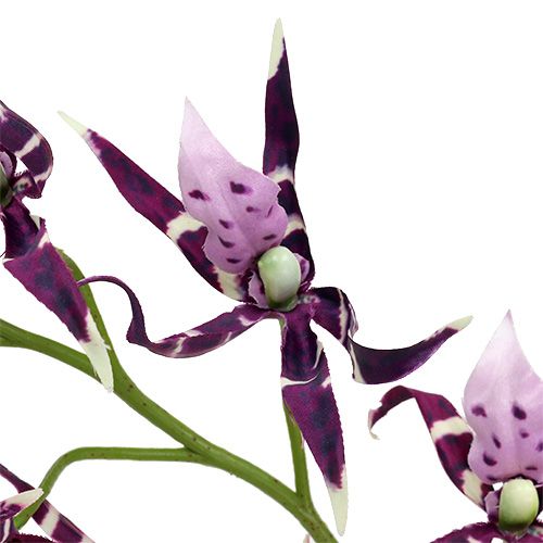 Floristik24 Edderkoporkideer Brassia lilla 108cm 3stk