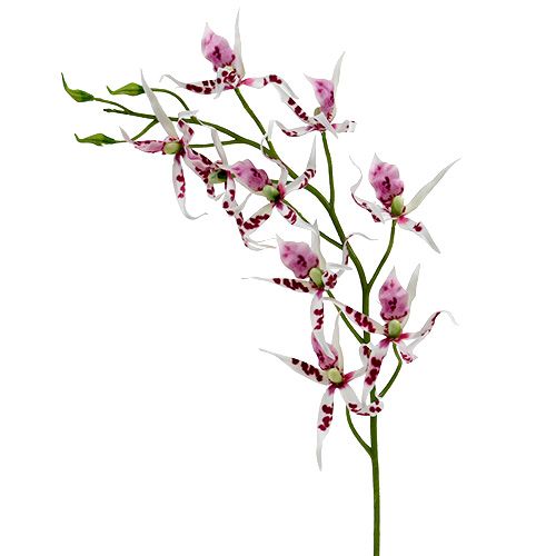 Floristik24 Edderkoporkideer Brassia Pink-White 108cm 3pcs