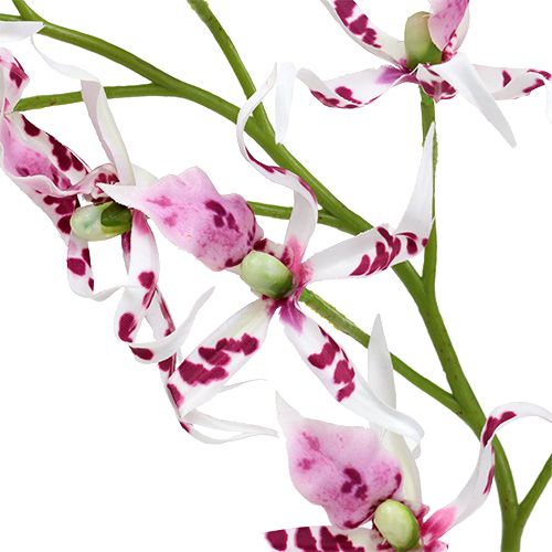 Floristik24 Edderkoporkideer Brassia Pink-White 108cm 3pcs