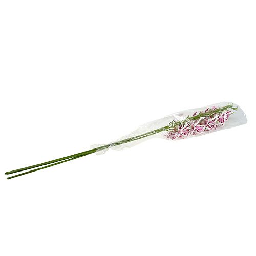 Floristik24 Edderkoporkideer Brassia Pink-White 108cm 3pcs