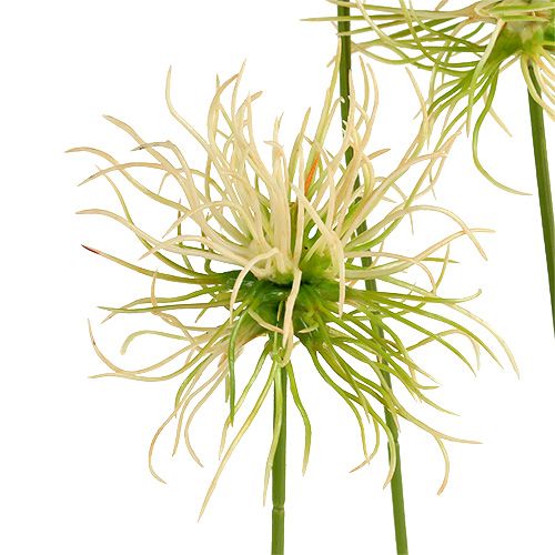 Floristik24 Burdock grene creme-grøn 63 cm 4stk