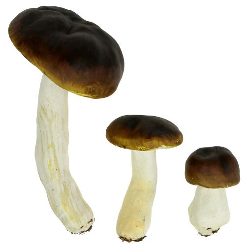 Floristik24 Porcini-svamp brun H8cm - 20cm 6stk