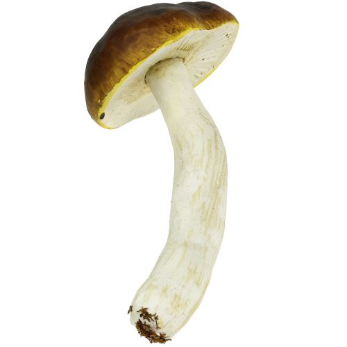 Floristik24 Porcini-svamp brun H8cm - 20cm 6stk