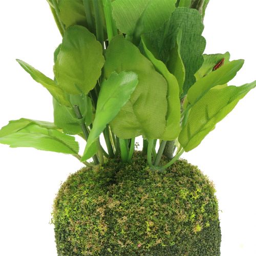 Floristik24 Stedmoderblomst med moskugle hvid 31cm
