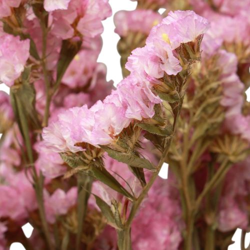 Artikel Beach Lilac Pink Limonium Tørrede Blomster 60cm 50g