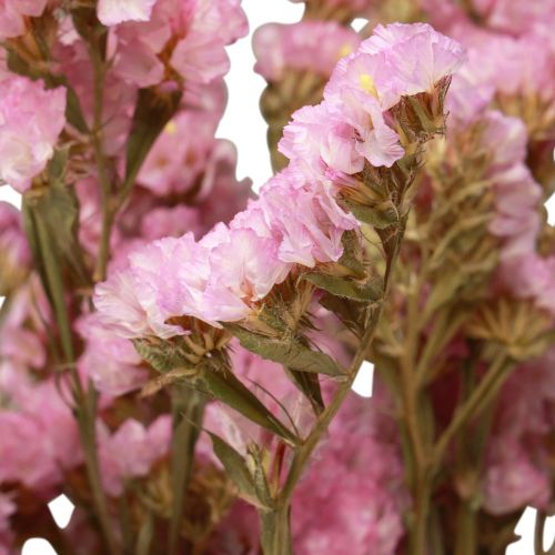 Floristik24 Beach Lilac Pink Limonium Tørrede Blomster 60cm 50g