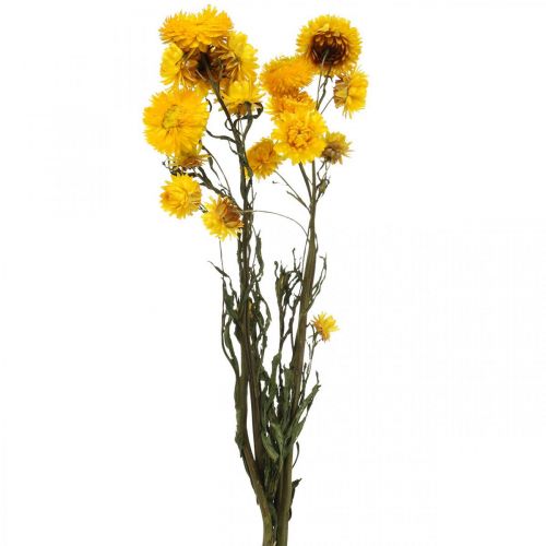 Floristik24 Tørret blomst Gul stråblomst Helichrysum tør dekorationsbund 50 cm 45g